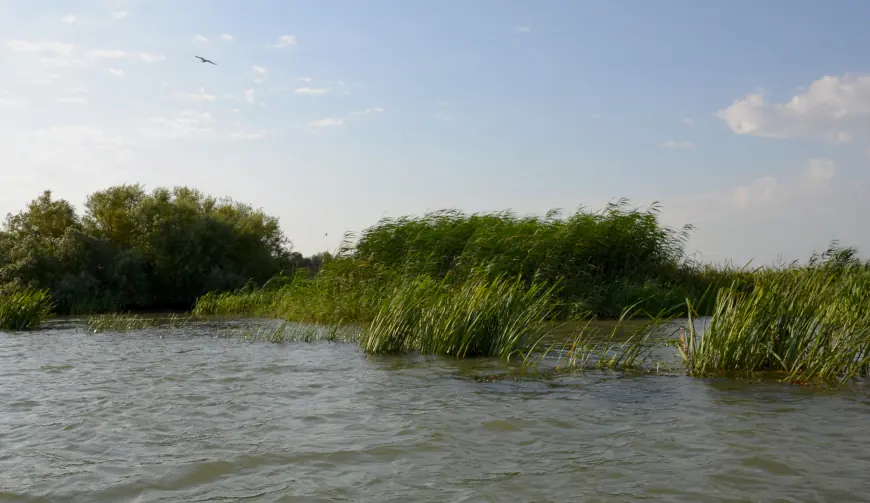 Крилата "візитка" Придунав'я: вишукані пернаті Дунайського біосферного заповідника