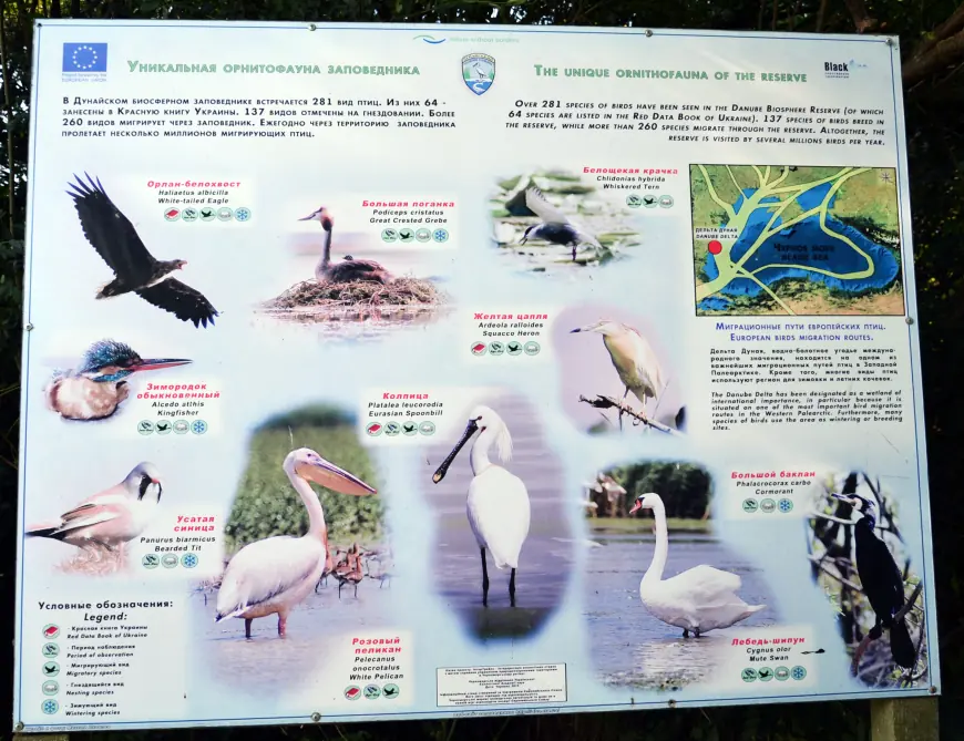 Крилата "візитка" Придунав'я: вишукані пернаті Дунайського біосферного заповідника