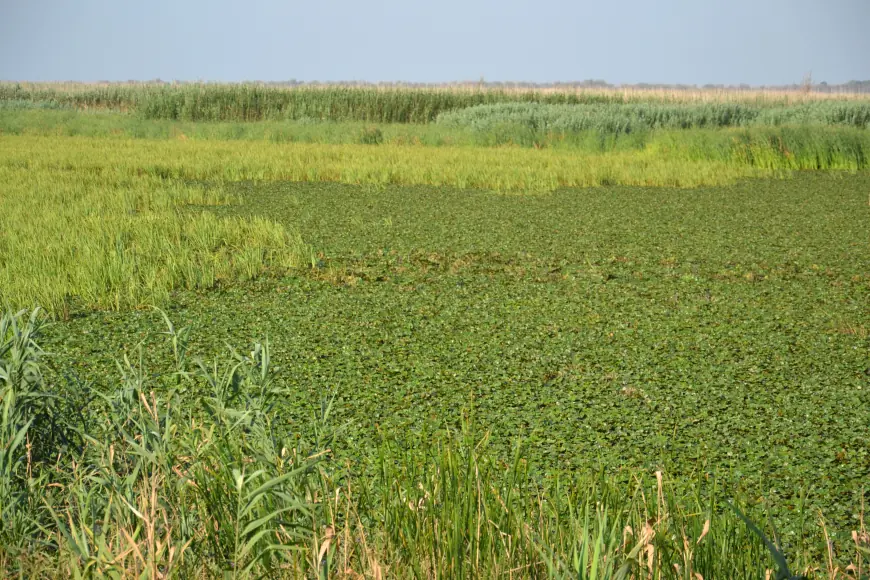 Крилата "візитка" Придунав'я: вишукані пернаті Дунайського біосферного заповідника