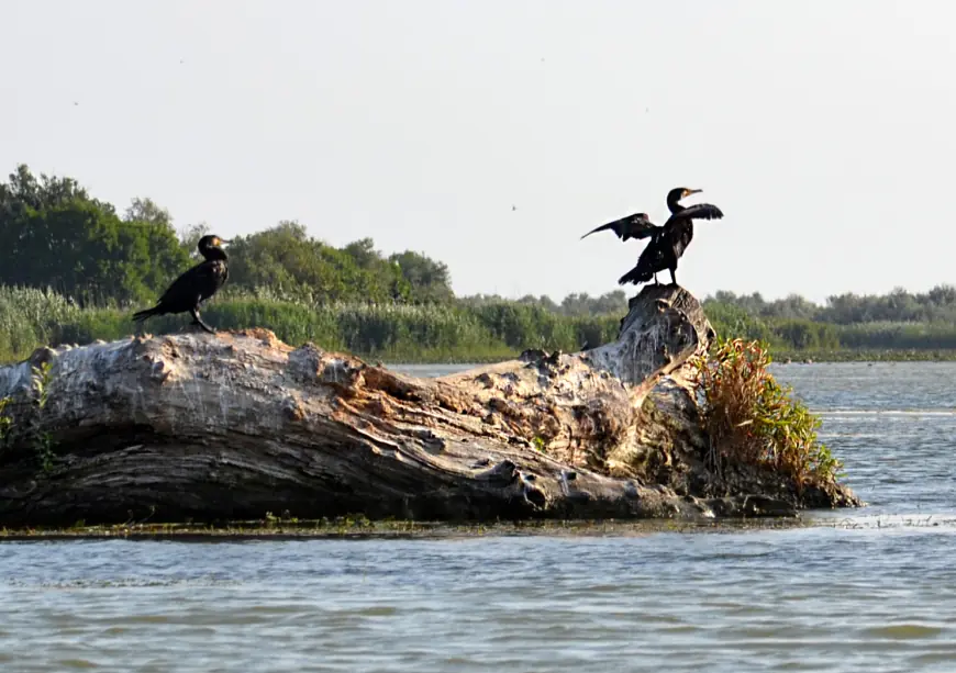Крилата "візитка" Придунав'я: вишукані пернаті Дунайського біосферного заповідника