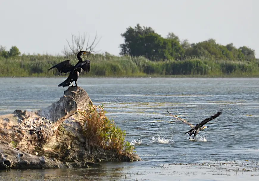 Крилата "візитка" Придунав'я: вишукані пернаті Дунайського біосферного заповідника
