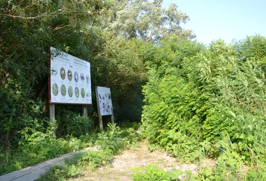 Крилата "візитка" Придунав'я: вишукані пернаті Дунайського біосферного заповідника