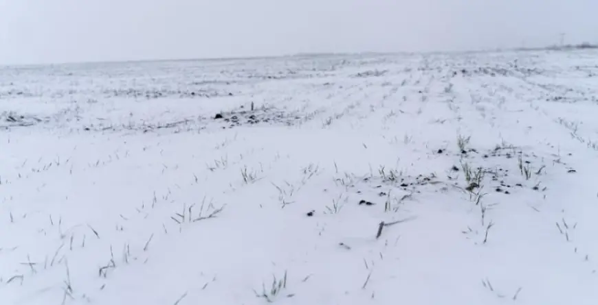 Сніг рятує врожай: чому морози працюють на аграріїв