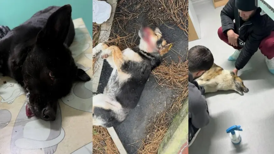 "Тварина помирає в пекельних муках": в Ізмаїлі масово труять безпритульних собак