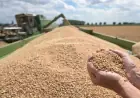 Україна без ГМО: які нові заборони та правила запрацюють для аграріїв у 2026 році