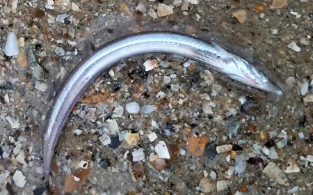 Шторм викинув на морські береги національного парку не тільки олію і мертвих птахів, - еколог Іван Русев