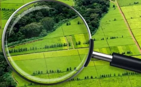 Українцям радять не зволікати із приватизацією землі, яка їм належить: чому варто поквапитись