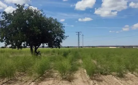 Зростає попит в Україні. Аграрії з Одещини зібрали перший врожай нішевої культури