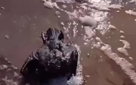 Близько 5 тисяч птахів уже загинуло через витік рослинної олії в море на Одещині