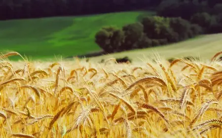 Агролісівництво: коли дерева і поля працюють разом