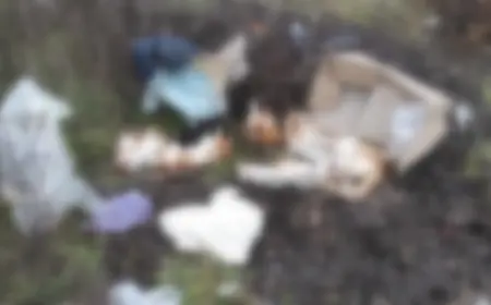 Моторошна знахідка: в Ізмаїлі знайшли коробку із вбитими кішками