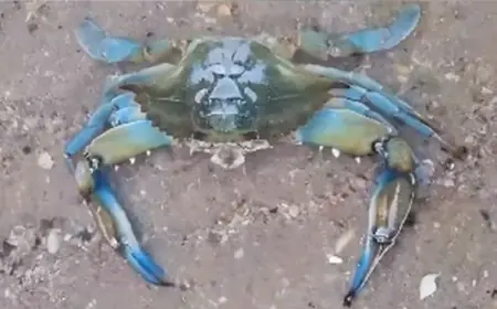 На Одещині у Чорному морі  виявили блакитних крабів з Атлантичного океану