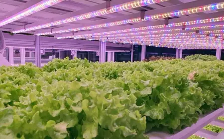 Вперше в Україні запрацювала Асоціація вертикального фермерства