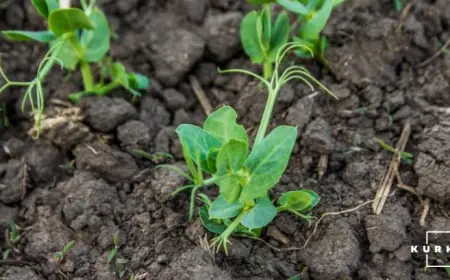 Аграрії Одещини зменшують частку "ризикових" культур і вводять до сівозміни альтернативні