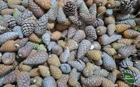 Врожай “сосни майбутнього” вперше зібрали на півдні Одещини