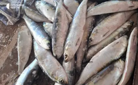 Вилківські рибалки на Одещині можуть залишитися без дунайського оселедця: що зриває сезон