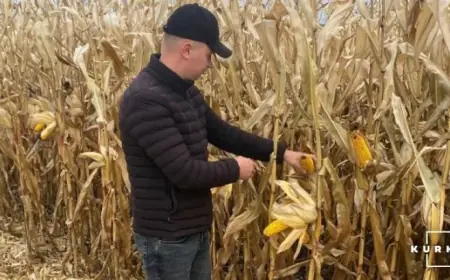 Агроном-скаут — як він допомагає економити фермеру