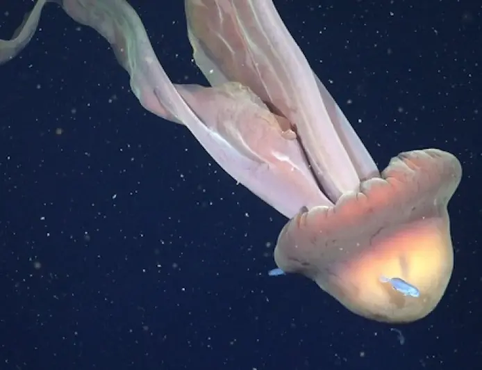 Гігант глибин: біля узбережжя Аргентини зафіксували одну з найрідкісніших медуз світу