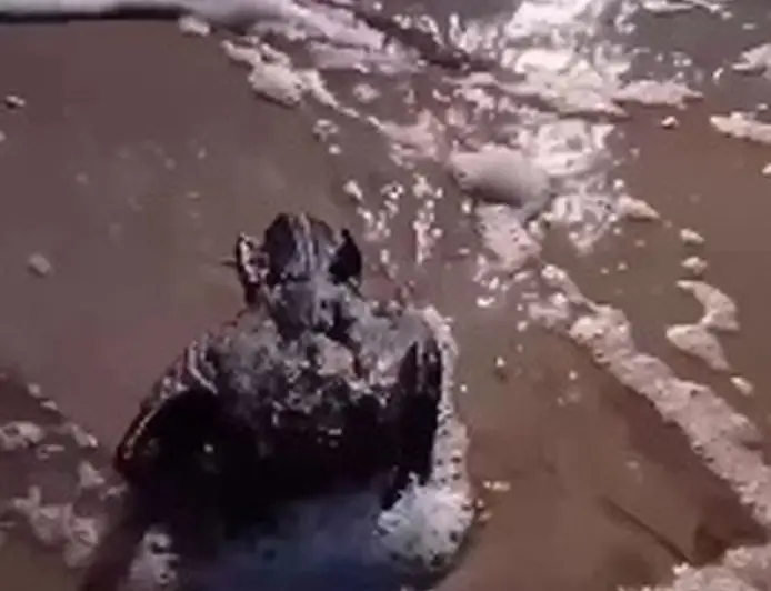 Близько 5 тисяч птахів уже загинуло через витік рослинної олії в море на Одещині