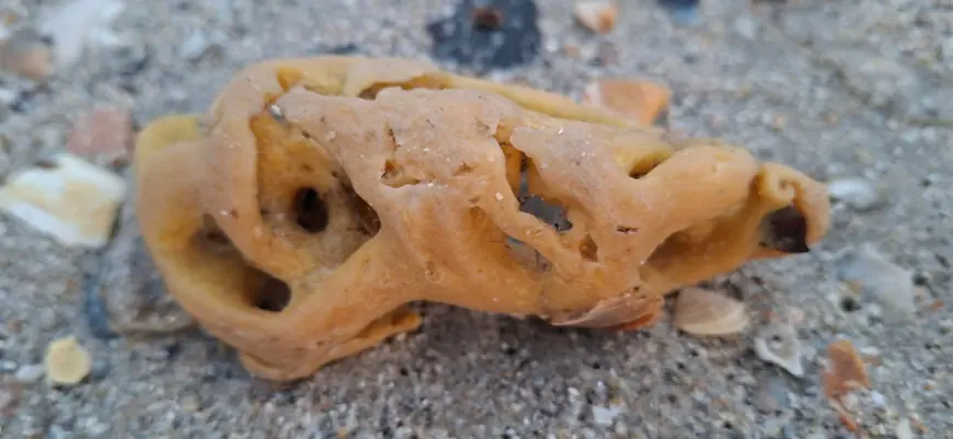 Шторм викинув на морські береги національного парку не тільки олію і мертвих птахів, - еколог Іван Русев