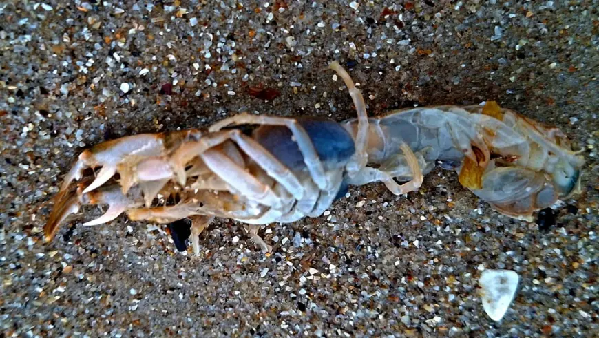 Шторм викинув на морські береги національного парку не тільки олію і мертвих птахів, - еколог Іван Русев