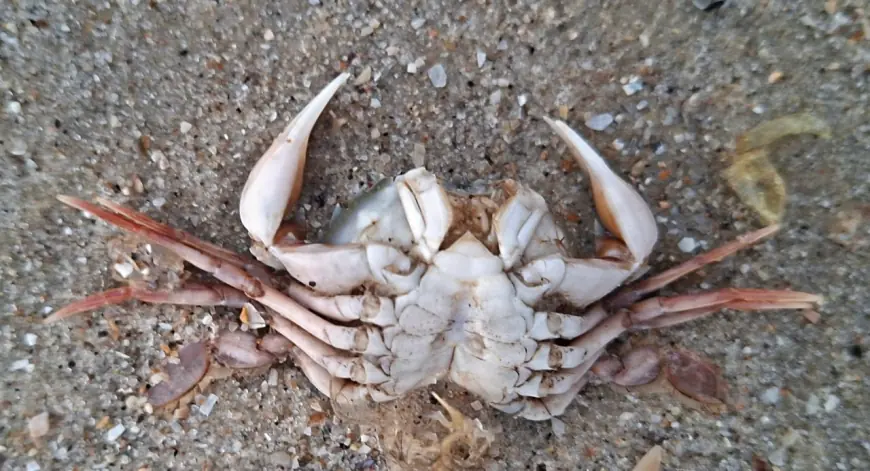 Шторм викинув на морські береги національного парку не тільки олію і мертвих птахів, - еколог Іван Русев