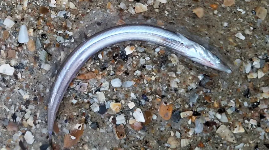 Шторм викинув на морські береги національного парку не тільки олію і мертвих птахів, - еколог Іван Русев