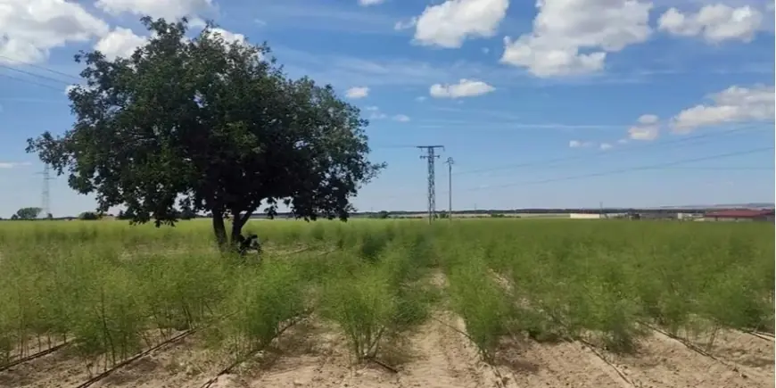 Зростає попит в Україні. Аграрії з Одещини зібрали перший врожай нішевої культури