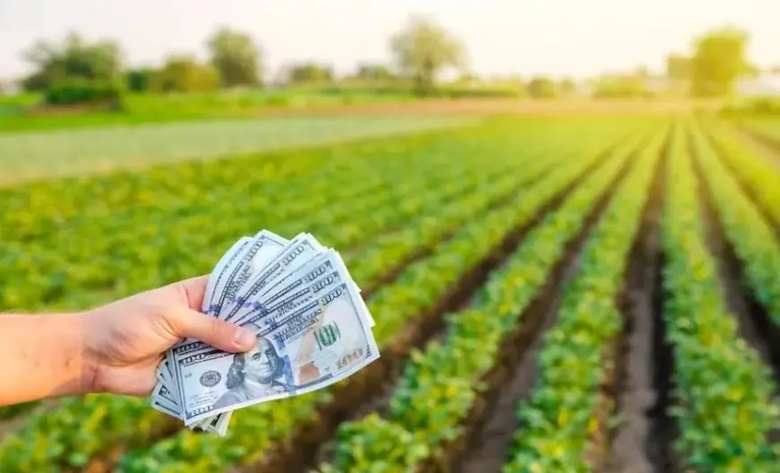 Гранти не є доходом ФГ або ФОП: бухгалтери пояснили, як правильно їх обліковувати