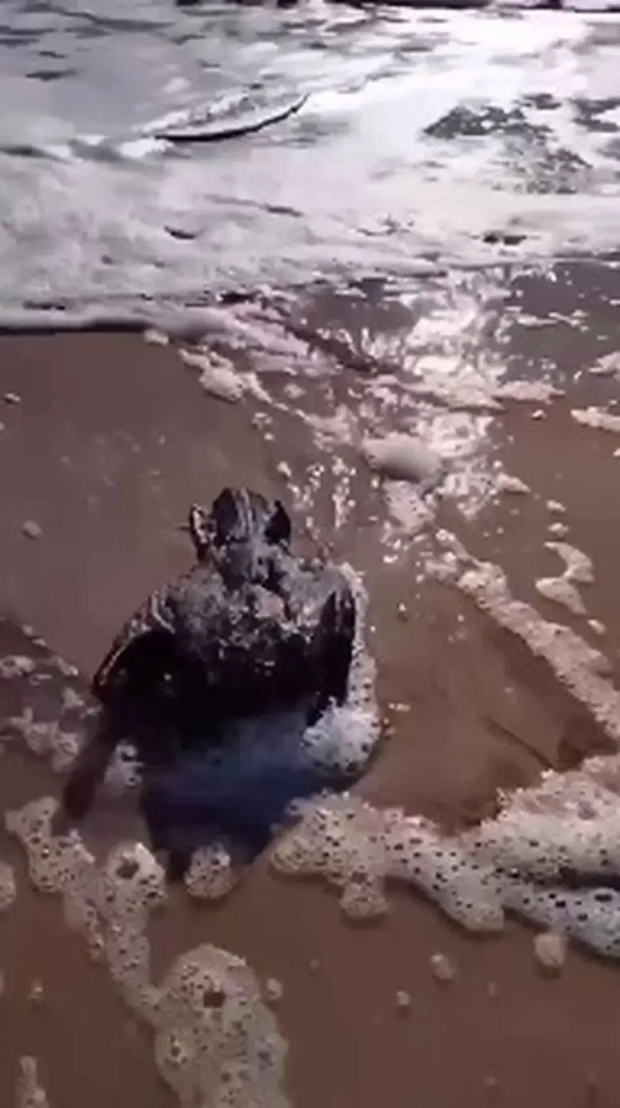 Близько 5 тисяч птахів уже загинуло через витік рослинної олії в море на Одещині