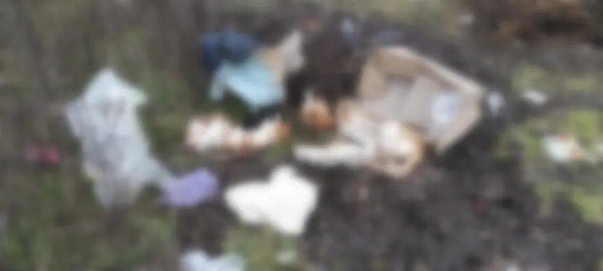 Моторошна знахідка: в Ізмаїлі знайшли коробку із вбитими кішками