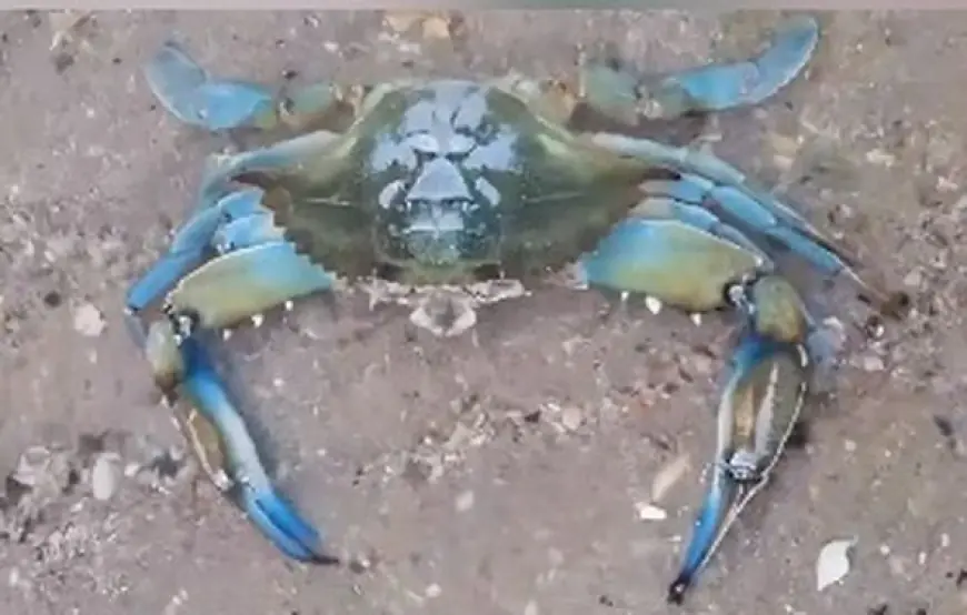 На Одещині у Чорному морі  виявили блакитних крабів з Атлантичного океану