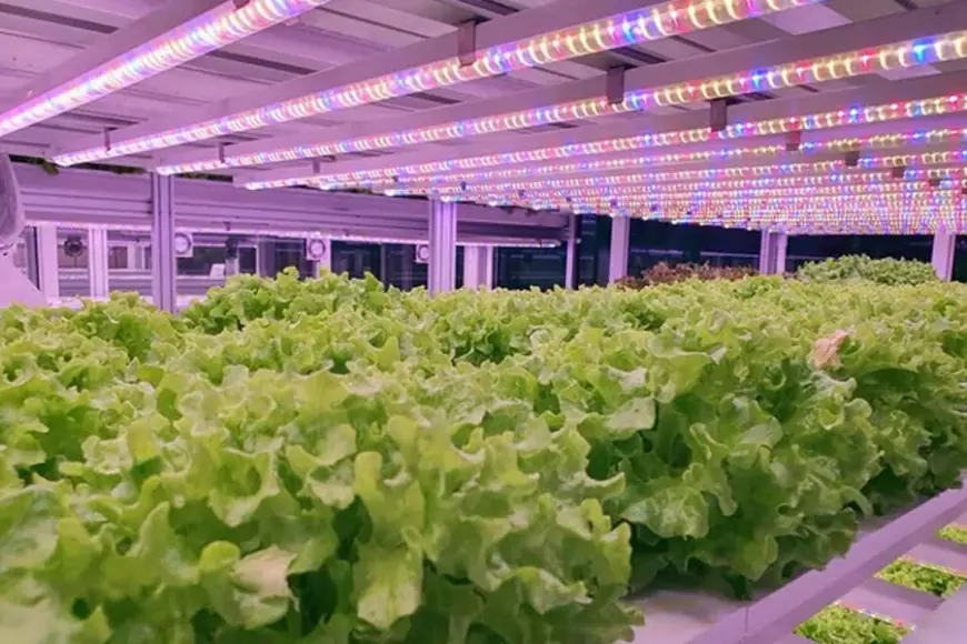 Вперше в Україні запрацювала Асоціація вертикального фермерства