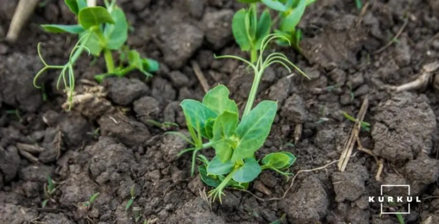 Аграрії Одещини зменшують частку "ризикових" культур і вводять до сівозміни альтернативні