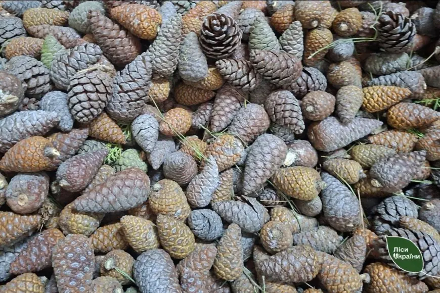 Врожай “сосни майбутнього” вперше зібрали на півдні Одещини