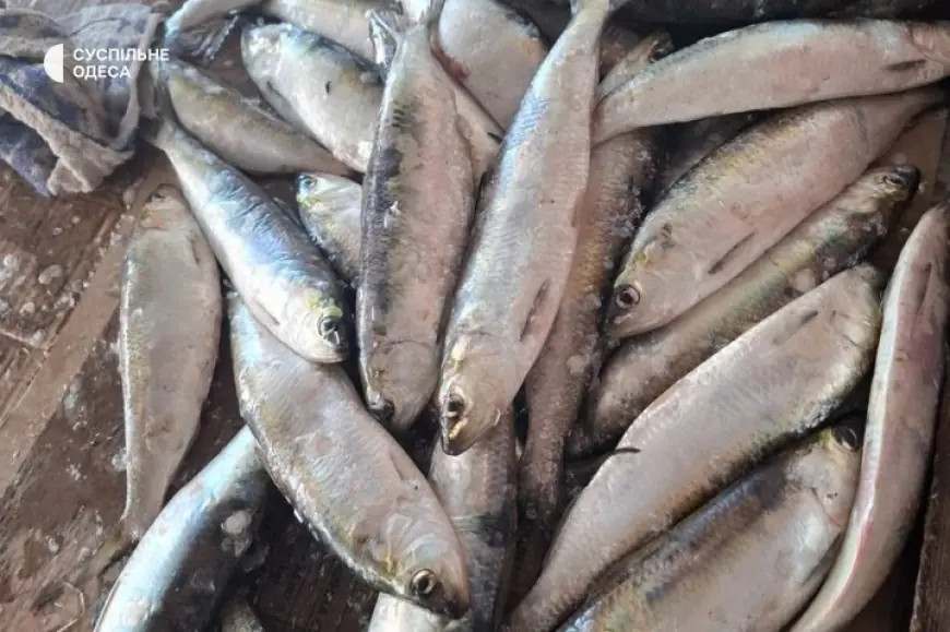Вилківські рибалки на Одещині можуть залишитися без дунайського оселедця: що зриває сезон