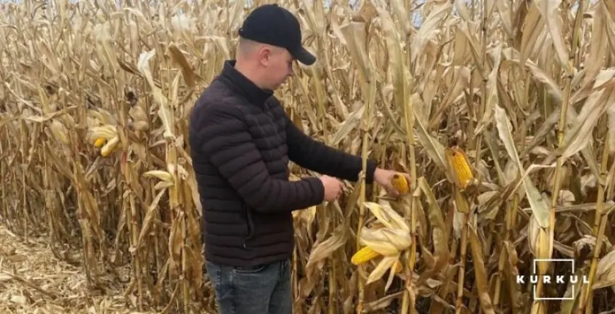 Агроном-скаут — як він допомагає економити фермеру