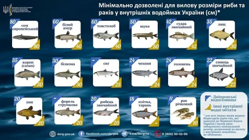 Пам’ятка для рибалок: мінімальні розміри риби та раків, дозволені до вилову