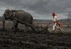 Індія стає ближчою