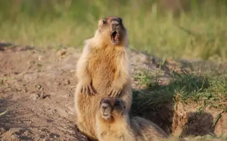 На Одещині активізувалася колонія бабаків після завершення зимової сплячки