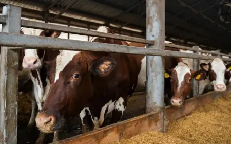 Україна перейшла на європейські стандарти ветеринарної медицини