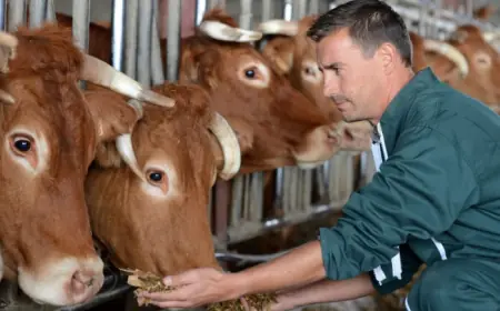 Закон про ветеринарну медицину: нові правила реєстрації та роздрібної торгівлі препаратами, обмеження та відповідальність для агробізнесу