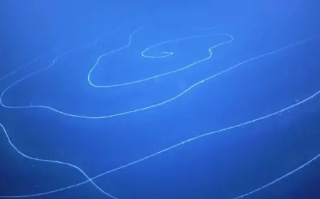 На глибині 6000 метрів знайшли 15-метровий організм: вчені здивовані