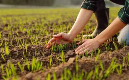 Проблеми посівної 2026: зимові втрати та весняні ціни