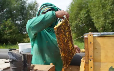 За час повномасштабної війни бджолярі втратили майже 10 тисяч пасік