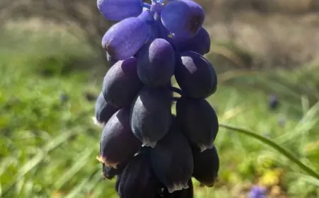 У степах Одещини зацвіла квітка з багатьма іменами та десертним ароматом