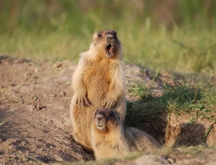 На Одещині активізувалася колонія бабаків після завершення зимової сплячки
