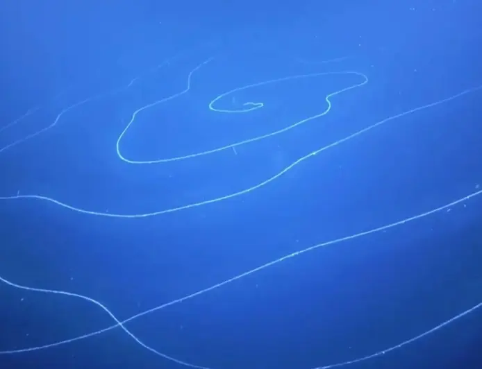 На глибині 6000 метрів знайшли 15-метровий організм: вчені здивовані