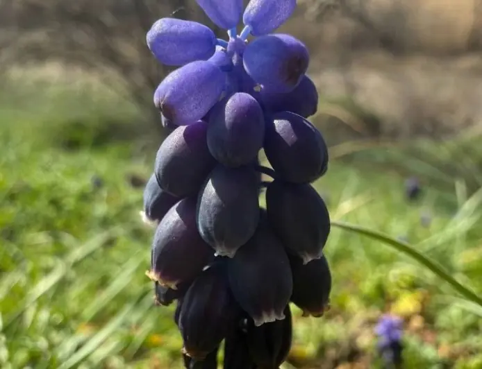 У степах Одещини зацвіла квітка з багатьма іменами та десертним ароматом