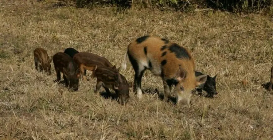 Як фермеру захистити посіви або поля від тварин-шкідників та отримати компенсацію